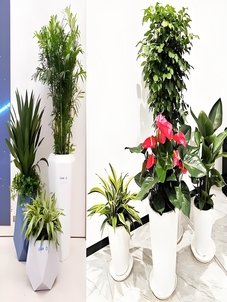 符合习惯的宁波奉化盆景租摆价格，速看！亡